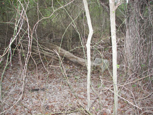 The HCHC's 2007 re-discovery of the South Hays County location of Bading Cemetery presented a daunting task of uncovering the site's one remaining stone from under a fallen tree and cutting away dense overgrowth.