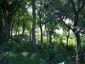 The severity of more than a decade of un-tended growth--even after a herbicide treatment by the landowner--was obvious in May, 2008, on the HCHC's visit to Byrd Owens-Payne Cemetery.