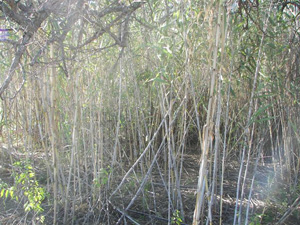 Prior to restoration effort start-up, an old, thick stand of almost inpenetrable cane hid numerous gravesites, including three cast-iron grave enclosures no more than ten feet into forground of this photo.